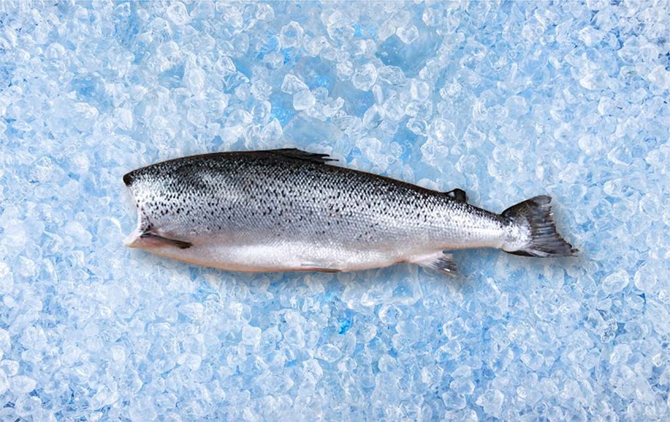 Salmon is butchered without head / wholesale frozen fish